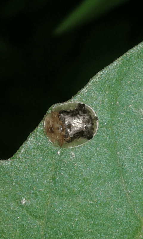 Chrysomelidae: Cassida sp.: S, Cassida piperata, specie aliena